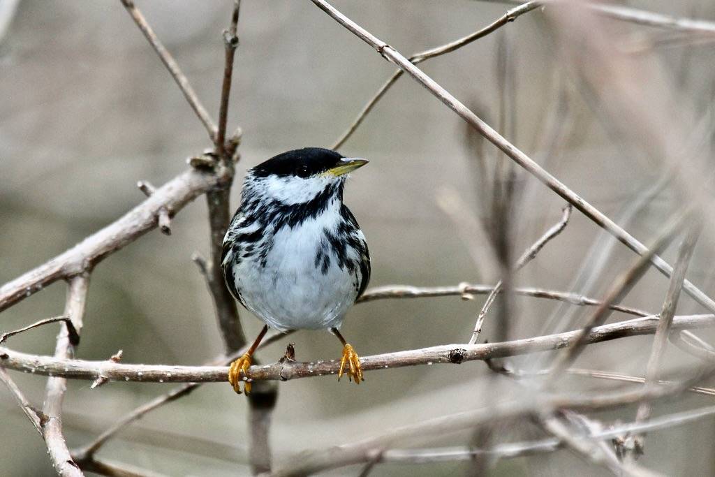Blackpoll Warbler by WarblerLady is licensed under CC BY-ND 2.0